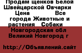 Продам щенков Белой Швейцарской Овчарки  › Цена ­ 20 000 - Все города Животные и растения » Собаки   . Новгородская обл.,Великий Новгород г.